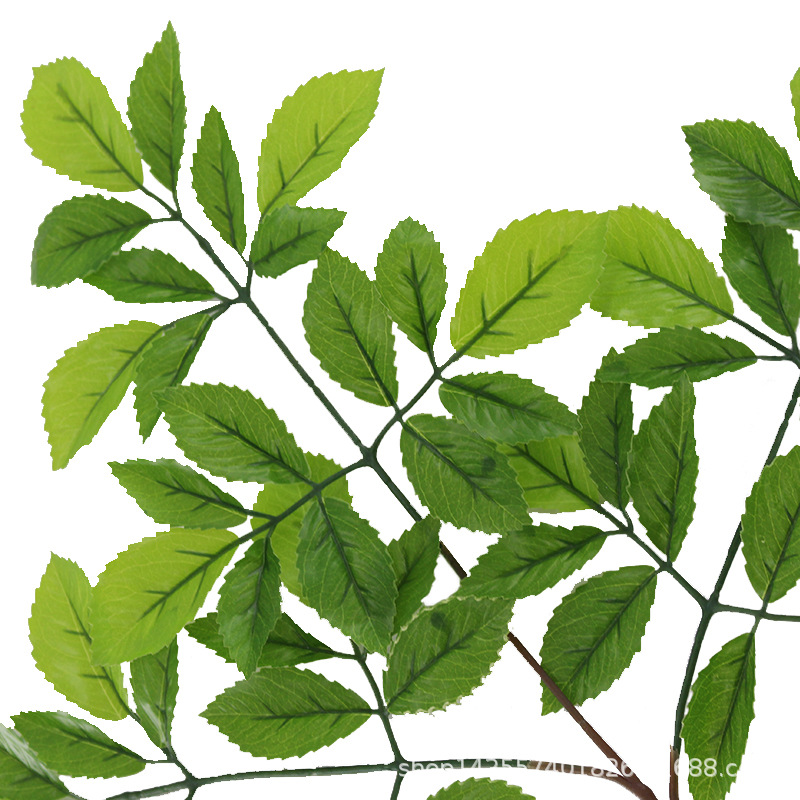 XRB-109 榆树叶三叉枝3.jpg