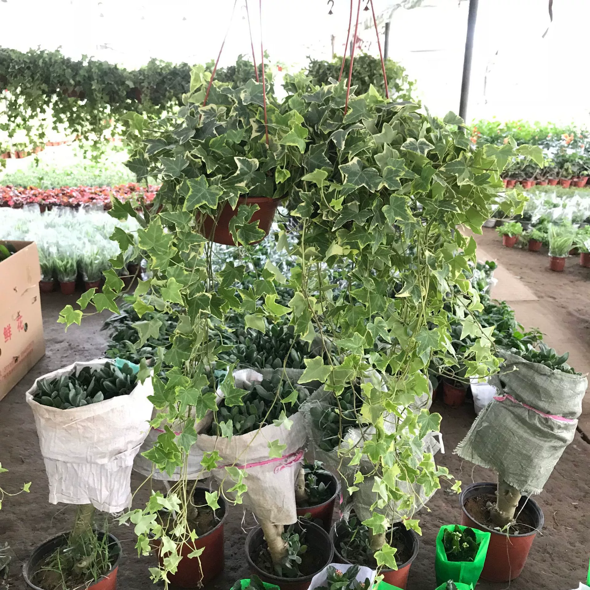 Растение плюща в горшке крытые Висячие растения хлорофитума поглощают формальдегид для очистки воздуха всесезонное вечнозеленое зеленое растение плюща