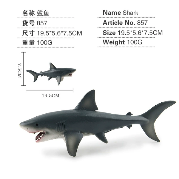 Shark, 100G