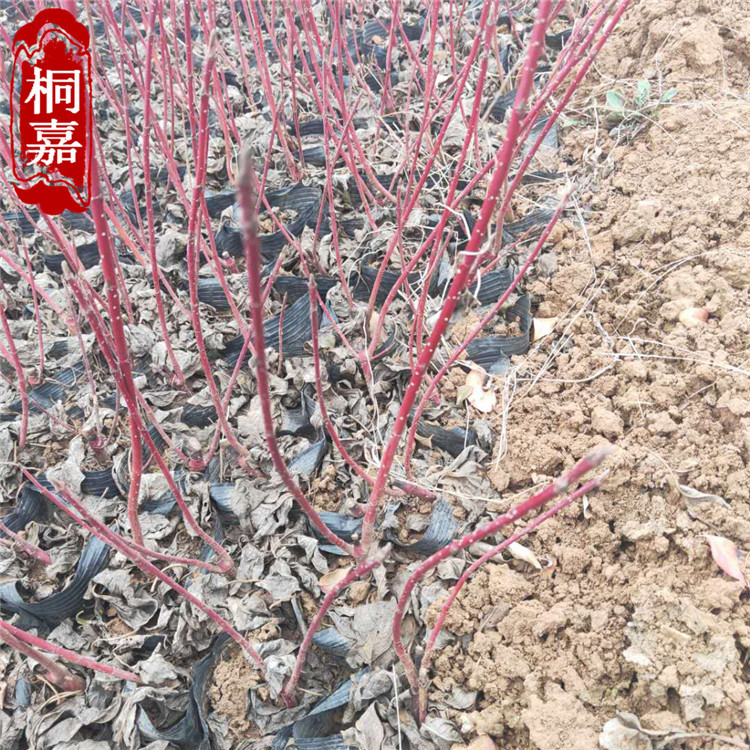 微信图片_202003130820592