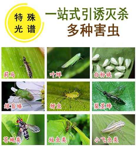 Yellow sticky traps, double-sided insect boards, blue paper insect boards, yellow pest traps, fruit fly traps, sticky boards for orchards, thrips traps, greenhouse pest control.