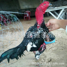 山东养殖场出售纯种越南斗鸡 活体斗鸡苗价格 景区参加斗鸡比赛