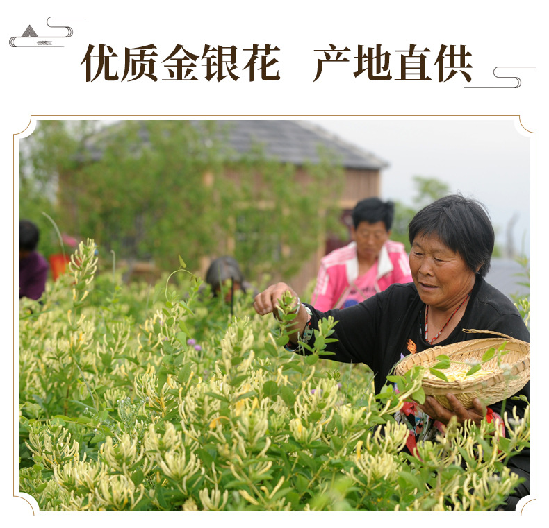 Honeysuckle Flower Tea Jin Yin Hua Dried Buds 500g Natural Sun Dried Herbal Tea for Brewing key features
