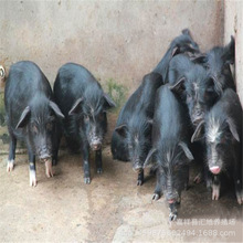纯种藏香猪苗批发 产地藏香猪 山东藏香猪价格多少钱一头