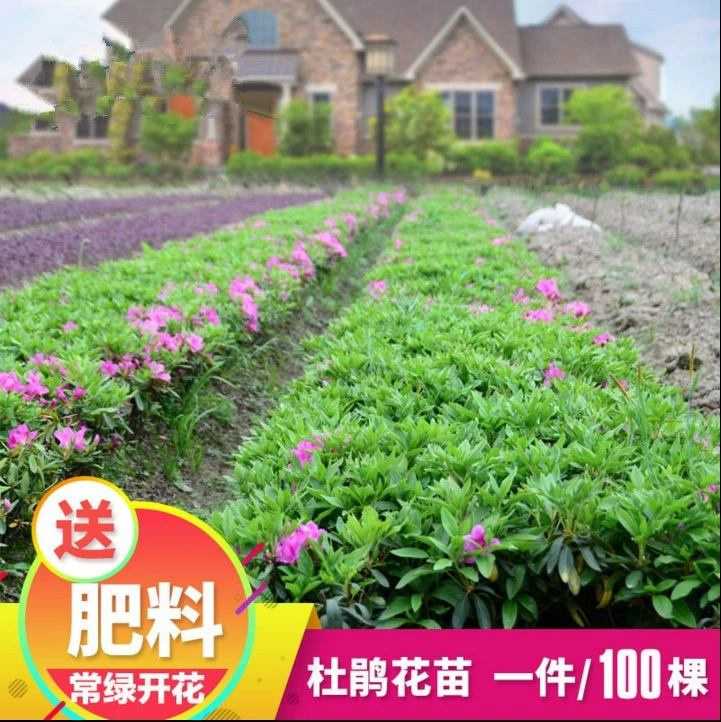 Рододендрон Саженцы деревьев Вечнозеленая зелень Все сезоны Двор Озеленение Саженцы Садовые растения Двор Озеленение Цветы Мао Дю Жуан