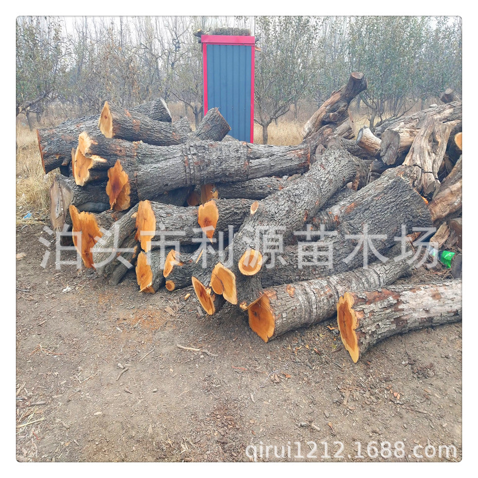 泊头市利源大量出售直径25-50公分长度80-200公分枣木10000吨|ru