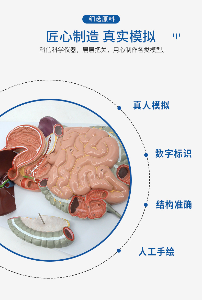 医学人体消化系统大小肠胃肝内脏器官解剖模型鼻咽喉消化内科标本-阿里巴巴