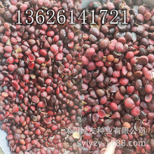 辛夷花种子 辛夷花种子品牌 图片 价格 辛夷花种子批发 阿里巴巴