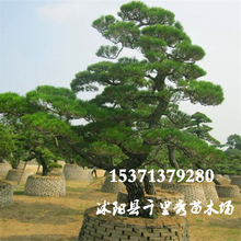 lɷNӰѿɷN辰Gľ·N|r󃞻