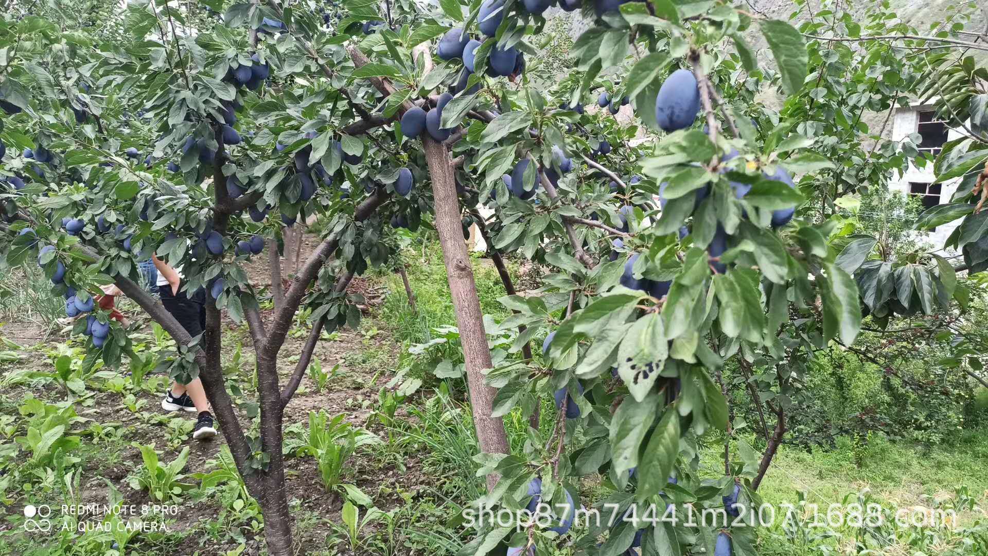 微信圖片_202007230107124.jpg?x-oss-process=image/format,png