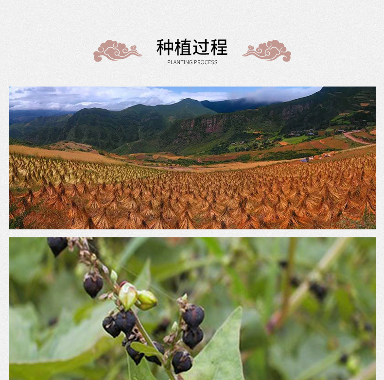 Tartary Buckwheat Tea Ku Qiao Mai Whole Grain Loose 500g Daliangshan Roasted Herbal Grain Tea specifications