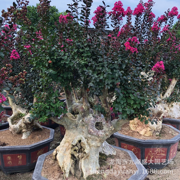 IMG_5428(20200224-225526)