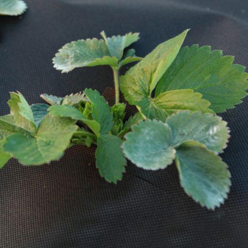 农用无纺布除草布园艺保温育秧水果包装抗老化可分解PP无纺布