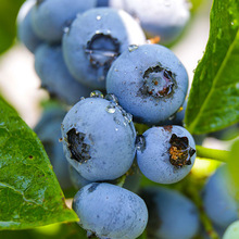 ��W�S���ṩ�{ݮ֭ �{ݮ�u�ӹ��O���������a�� �ṩ���gָ��