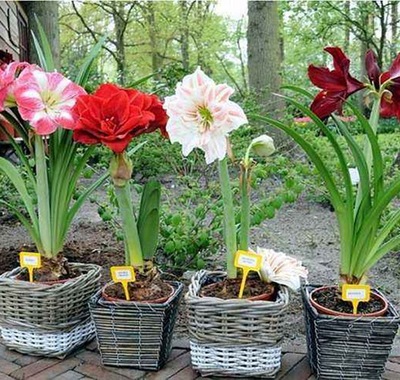Base wholesale amaryllis Seed ball amaryllis seed Agapanthus Discount Seed ball complete works of