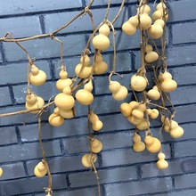 ��Ȼֲ��ɹ�С���J �廨 ��ˇƷ ܛ�b���