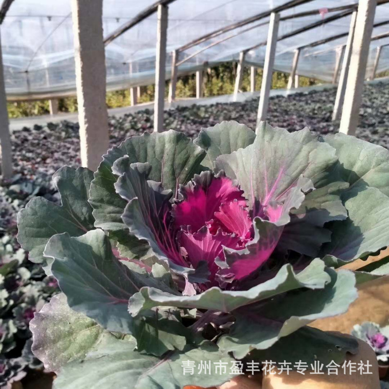 微信图片_202010301550405