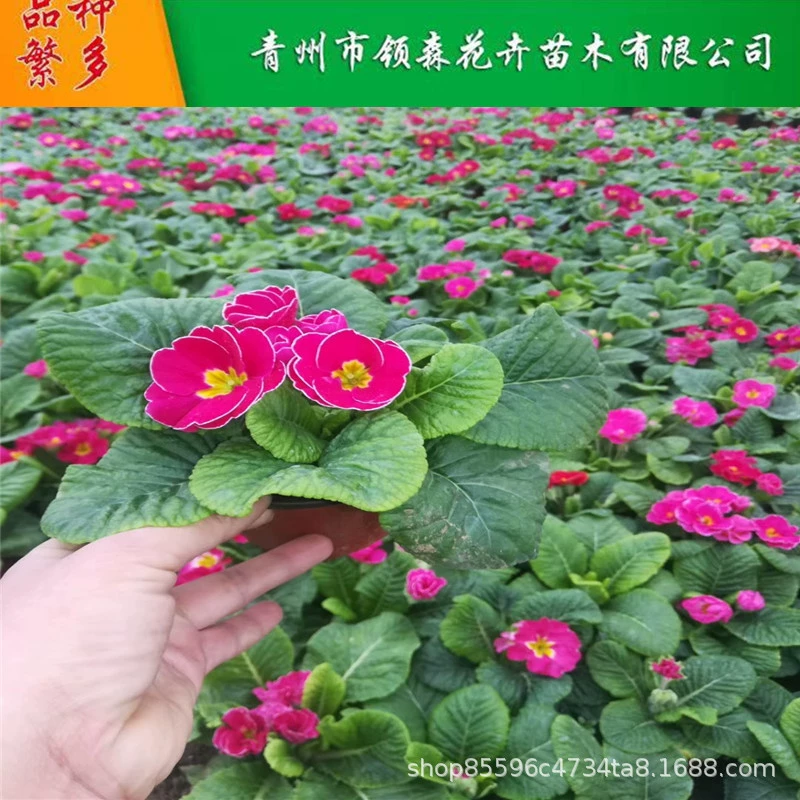 Новогодние цветы, цветы в горшках из примулы, ландшафтные цветы для зеленения, различные цвета, готовые основы в наличии