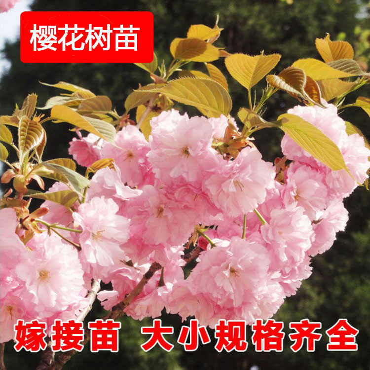 大山樱樱花苗 樱花小苗 日本重瓣红色樱花树苗 嫁接苗 量大批发|ms