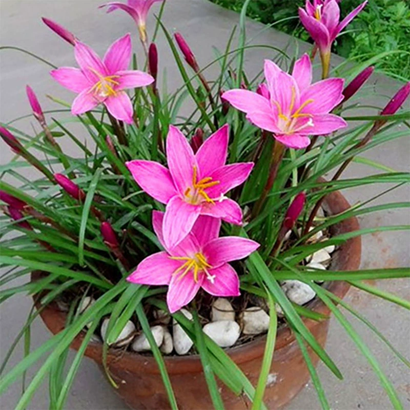 Четыре сезона Горшечное растение зеленое растение луковичные цветочные семена ветреный шар из семян орхидеи двор балкон посадка морозостойкие саженцы цветов арсонита