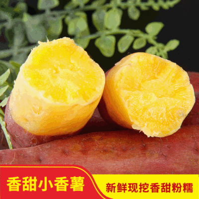 临安天目山小香薯新鲜红薯番薯地瓜山芋板栗薯5斤装 招商代发包邮