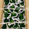 Base direct approval ｜ Princess wine white palm, sailing, potted indoor flowers, green plants purify air