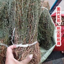 新货田基黄田基王地耳草 合掌草 跌水草 七寸金可切段药材店铺批