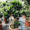 Base direct criticism ｜ Lao Ping Sun God Four Seasons Potted Potted Everbone Large -scale Large -scale Large -scale Living Room View Yejujia Green Plants