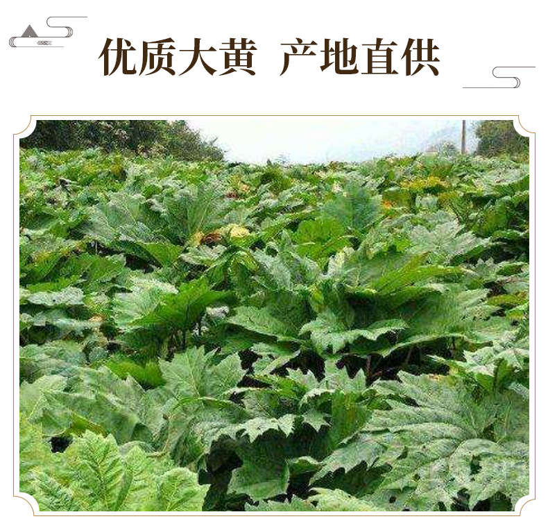 Dried Rhubarb Root Slices Da Huang 500g Traditional Chinese Herb for Decoction and Tea key features