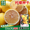Lemon seeds green lemon seeds Society of seeds, vegetables, fruit seeds wholesale vegetable seeds
