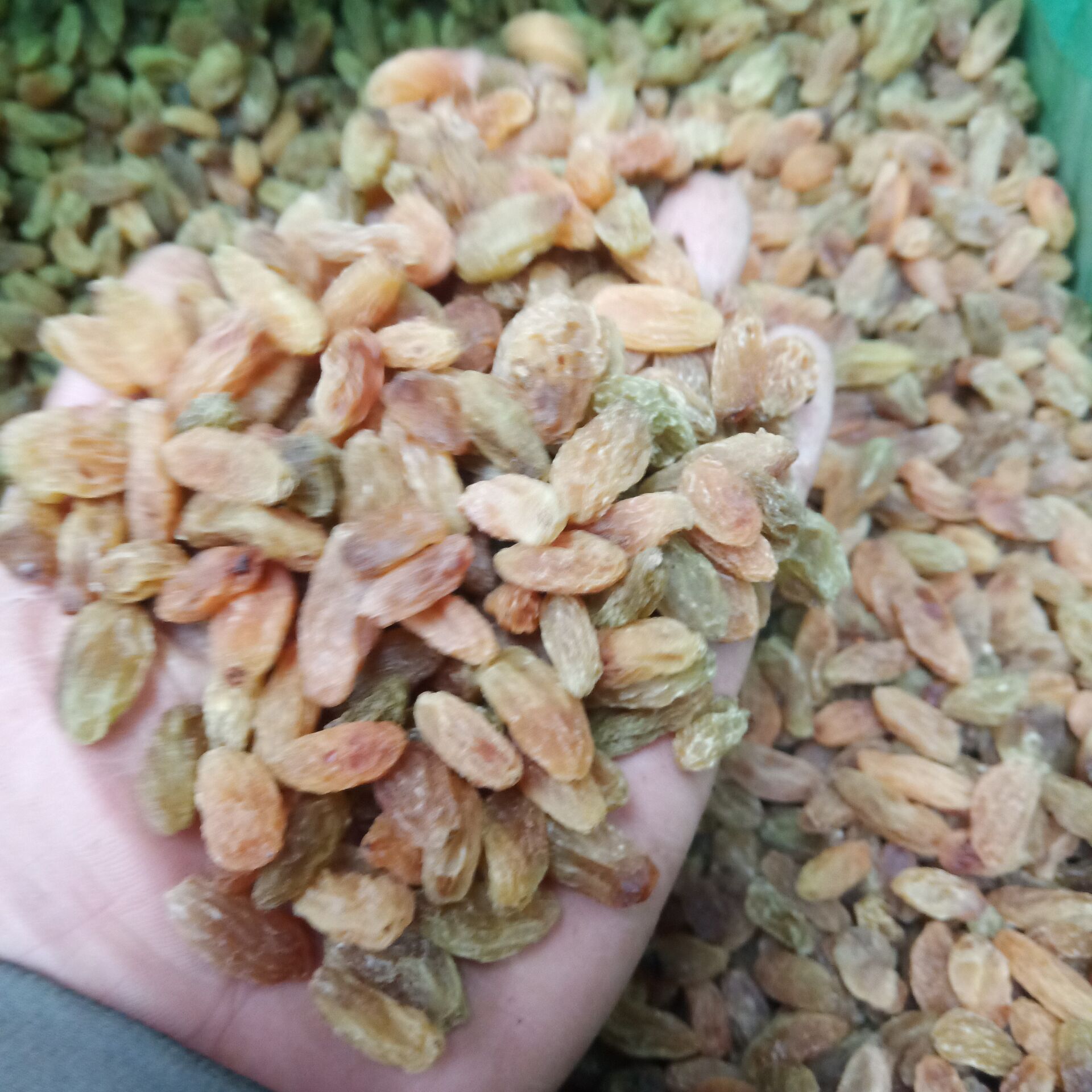 Manufactor Direct selling Raisins 500 Raisin