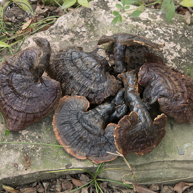 Ganoderma lucidum Tibet Ganoderma lucidum aroma Rich Ganoderma lucidum 500g/ Copies from