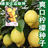 Lemon seeds green lemon seeds Society of seeds, vegetables, fruit seeds wholesale vegetable seeds