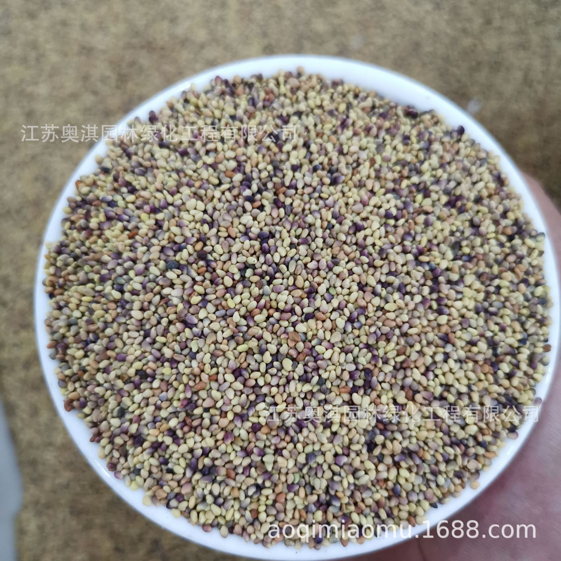 红三叶种子易种三叶草种子红花苜蓿红车轴草品质好发芽率高可试种-阿里巴巴