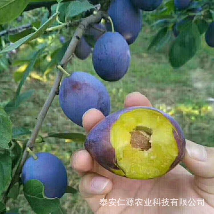 e2b48cbb0aa9fdde453117d3c1fd5a