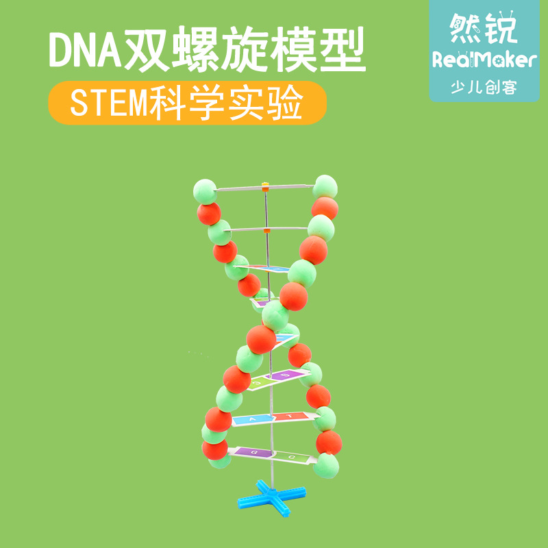 DNA 生物细胞结构模型 科学实验小制作
