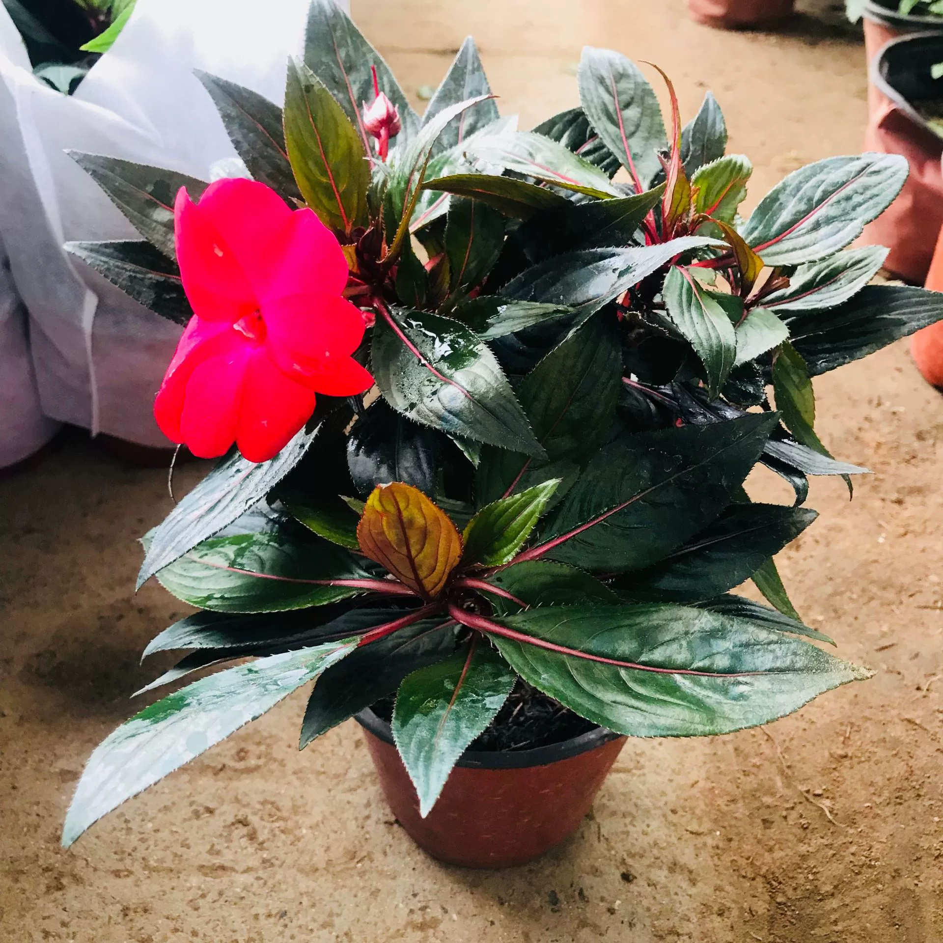 Теплица оптовые продажи зеленых растений комнатные балконные цветы Impatiens маленькие горшечные офисные настольные цветы зеленые растения