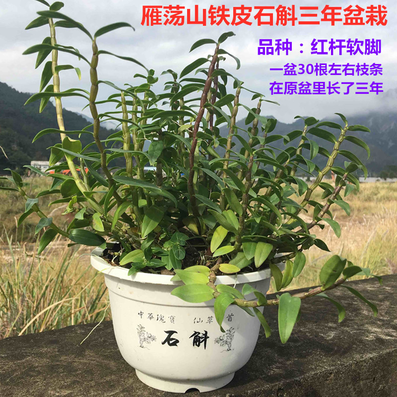 鐵皮石斛苗雁蕩山種苗新鮮條盆栽盆景仿野生室內綠植紅杆軟腳包郵