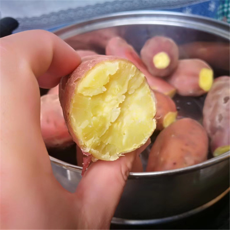 海南澄邁橋頭地瓜 粉糯香甜 黃心沙地紅薯