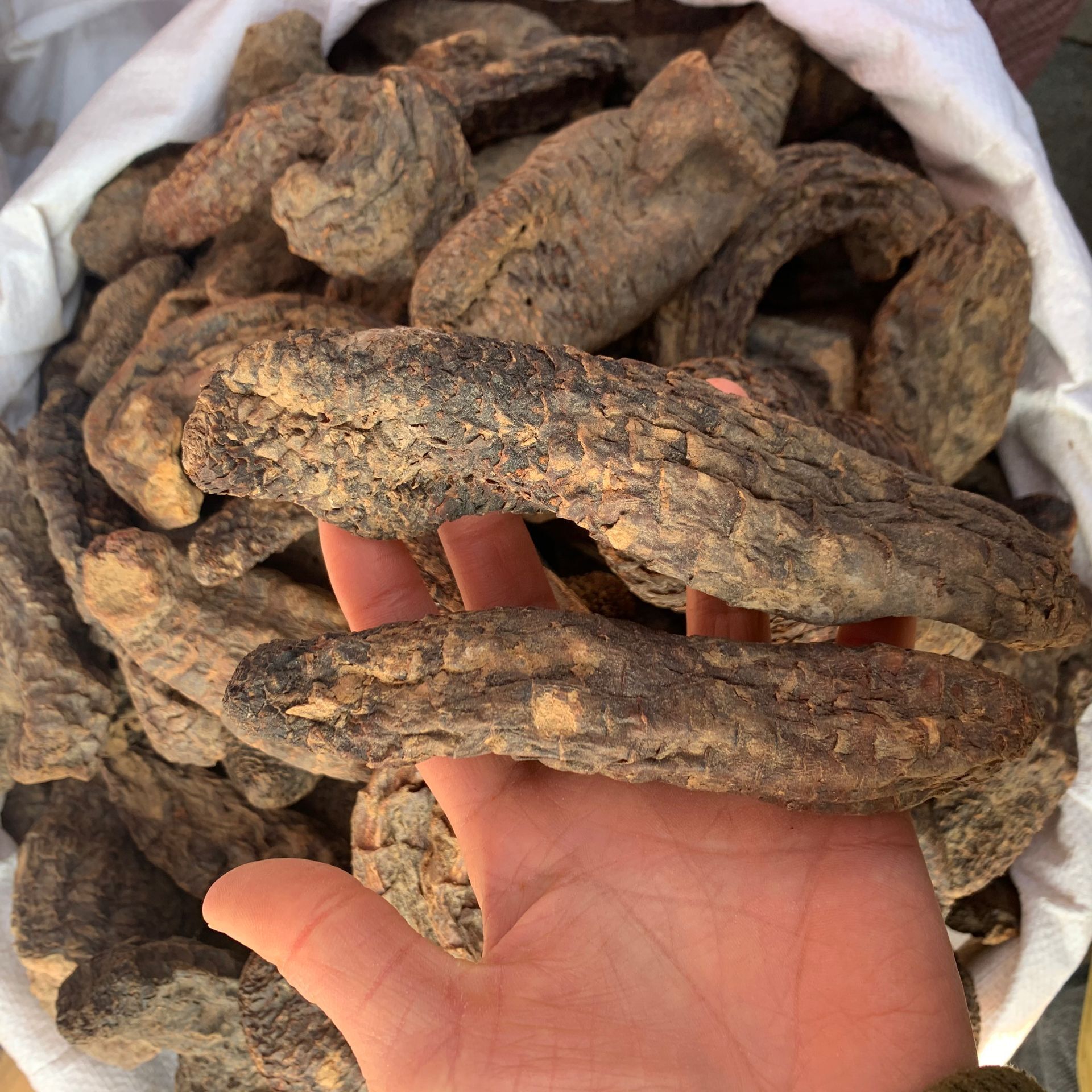 Cynomorium Songaricum Sliced Suo Yang Dried Herb for Herbal Wine and Decoctions 500g key features