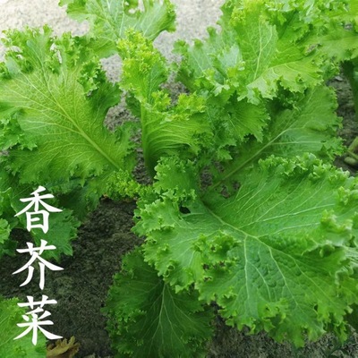 香芥菜种子 香菜青菜籽四川重庆特色 春秋冬四季农家田园蔬菜种子|ms
