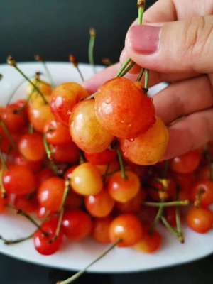 烟台黄蜜水晶黄樱桃新鲜美早大樱桃甜樱桃新鲜车厘子冰糖樱桃顺丰|ru