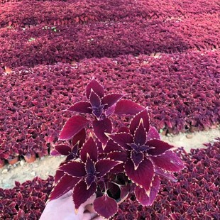 ���� �������l��߅���~�� �^�p�ݻ�һ���������� ������~��