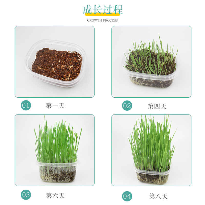grano de gato semilla de trigo en maceta caja de cultivo de suelo bandeja de cultivo de plántulas gato perezoso menta gatos pequeños productos de bocadillos de grano de lana