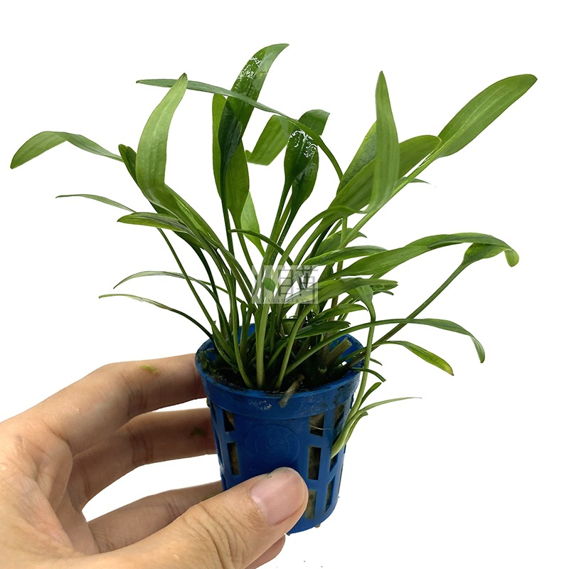 泰国青椒迷你椒草观赏水草活体真水草鱼缸水族造景装饰批 阿里巴巴