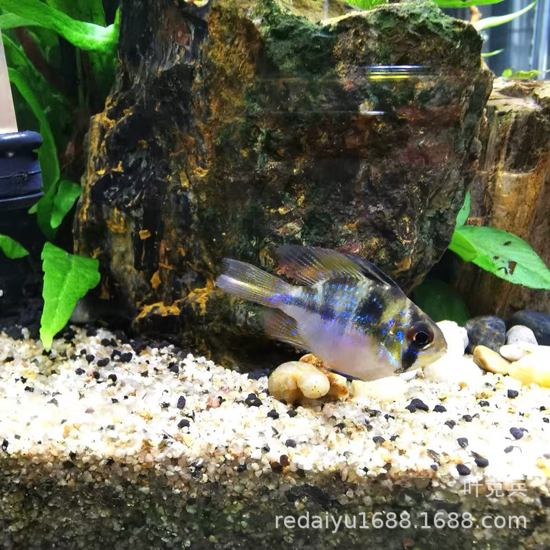 IMG_0197(20200306-194355)_副本