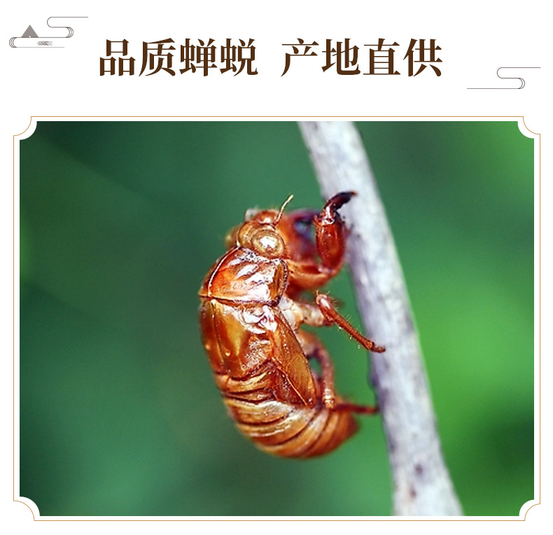 Cicada Slough Chan Tui 蝉蜕 Dried Whole Insect Molt Traditional Chinese Herb 500g Washed key features