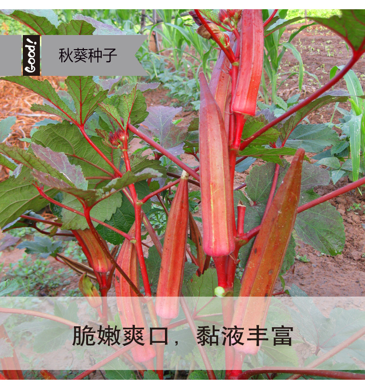 红秋葵03-2