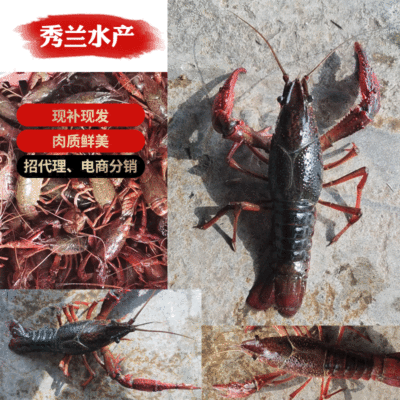 Home Fishing pond supply goods in stock Crayfish goods in stock Meat Plump lobster lobster fresh  Fresh Crayfish Specifications