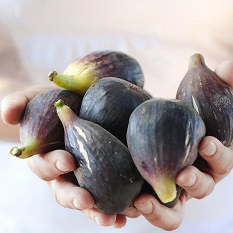 无花果树苗盆栽 无花果苗 南北方盆栽地栽阳台庭院种植 四季结果